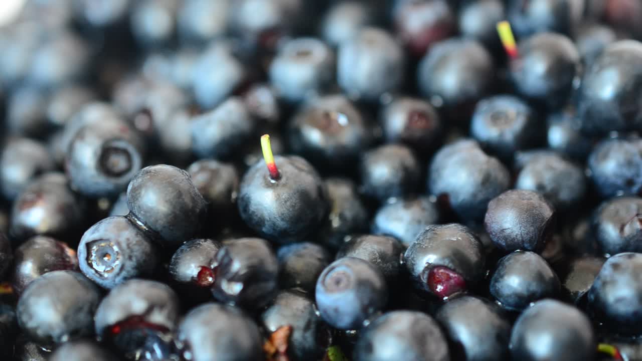 Fotografía de arándanos. Frutos silvestres.