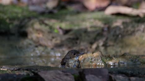 Visto-Bañándose-Y-Sacudiendo-Sus-Plumas-Y-Su-Cuerpo-En-El-Agua-Mientras-Mira-A-La-Cámara,-Papamoscas-Azul-Indochino-Cyornis-Sumatrensis,-Tailandia