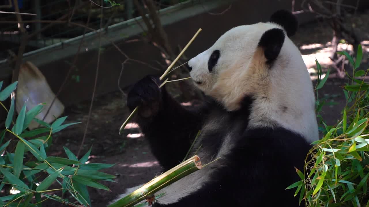 El oso panda comiendo bambú.