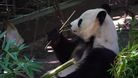 panda bear eating bamboo