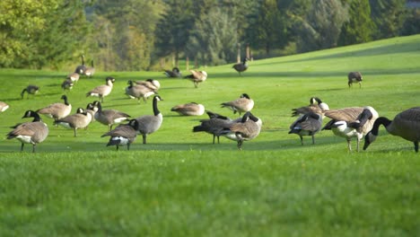 canadian geese flock on green grass eating and resting together peacefully