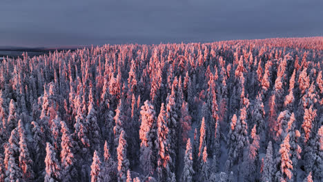 aerial view rotating over snowy forest, overlooking sunlit wilderness of lapland