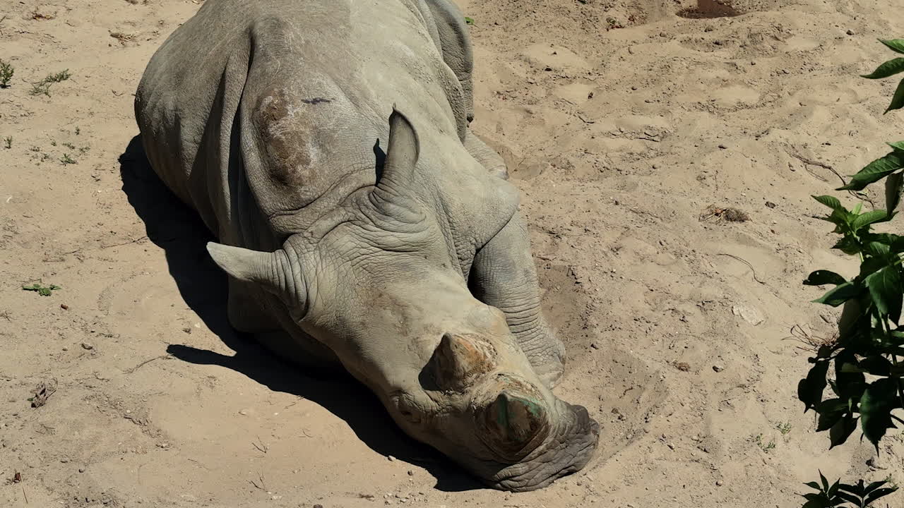 Rhinoceros resting on sandy ground. A large rhinoceros lies peacefully on the sandy surface, surrounded by sparse vegetation and enjoying the sun