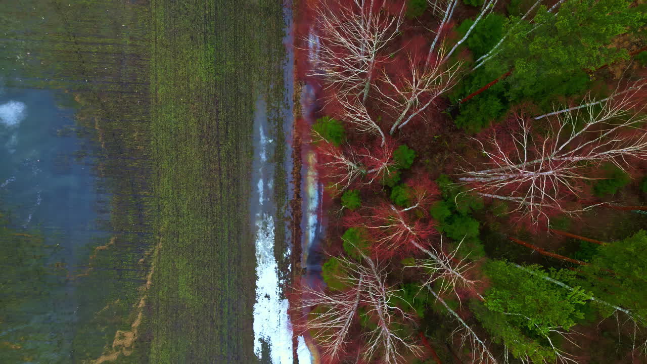 un vibrante bosque de otoño junto a un río, follaje colorido en la escena de la naturaleza, tiro de arriba hacia abajo