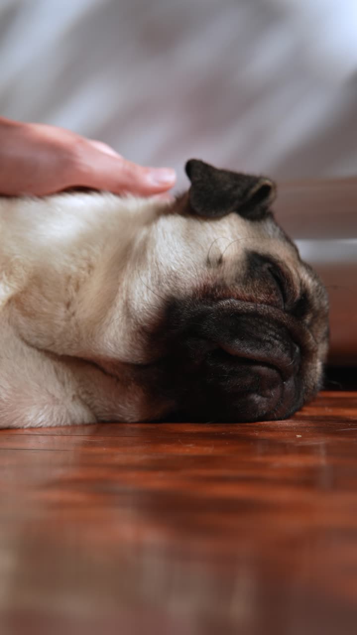 pug descansando en el suelo