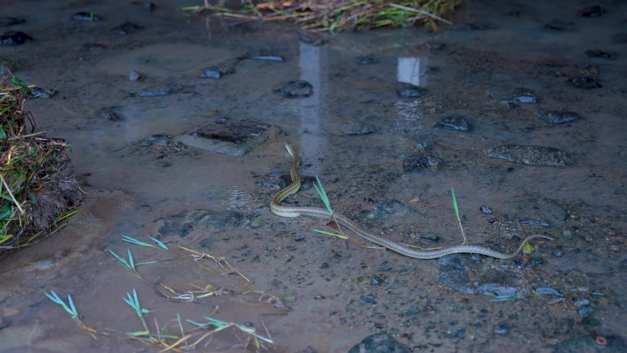 Japanese Striped Snake (Elaphe Quadrivirgata) in Kyoto River, Kamogawa