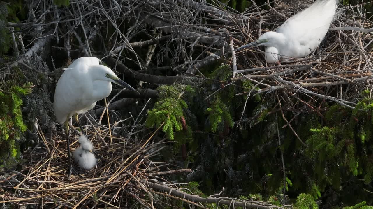 Two great egret (Ardea alba) nests next to each other. Estonia.