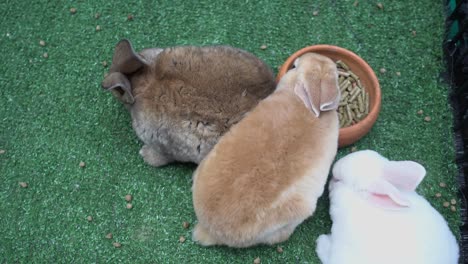 bunny rabbit eating