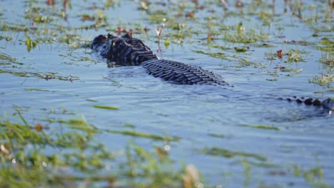 yacare caiman glides slowly through calm wetland water with floating vegetation, ibera national park, corrientes province, argentina