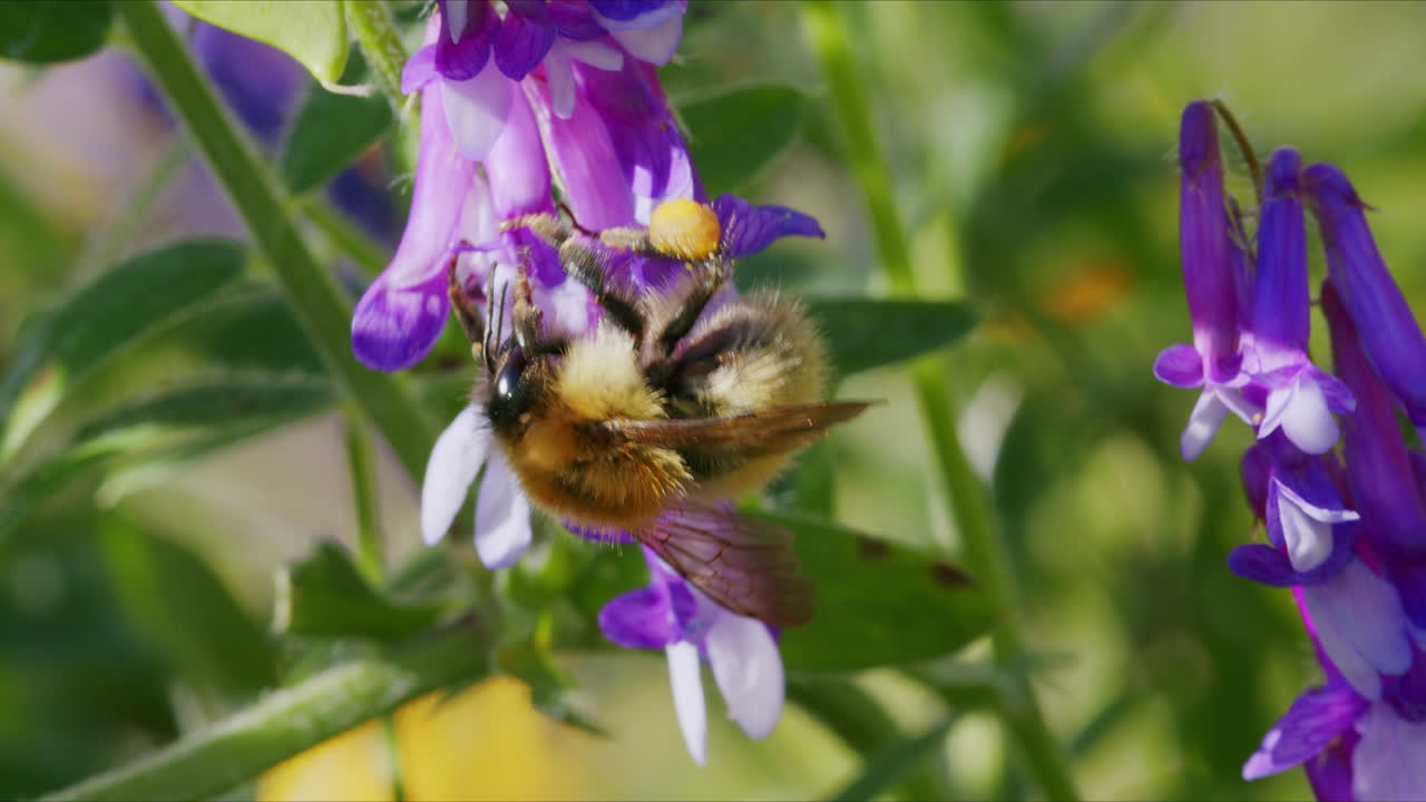en la flor de la abeja en el jardín en un día soleado