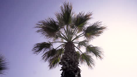 single palm tree with green foliage in greece gently swaying on the wind  with a bright blue sky background. - low angle shot