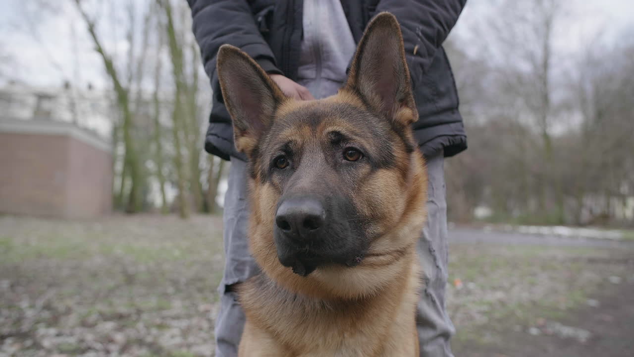 Close up of german shepherd unique dog breed