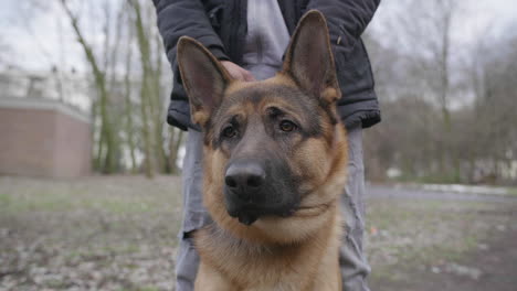close up of german shepherd unique dog breed