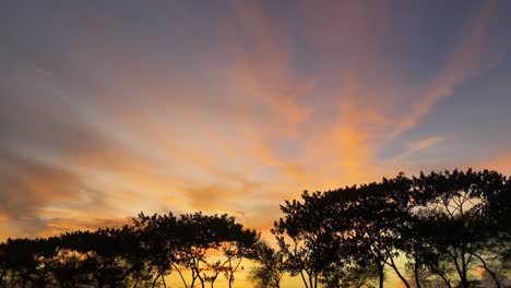 colorida puesta de sol naranja y amarilla sobre los árboles