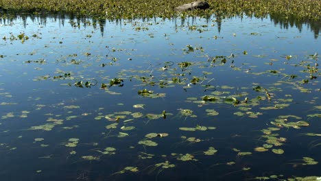 Dolly-over-reflective-lake-with-lily-pads-and-forest