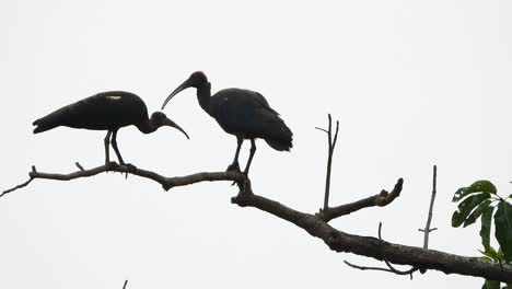 ibis en el árbol uhd mp4 4k video