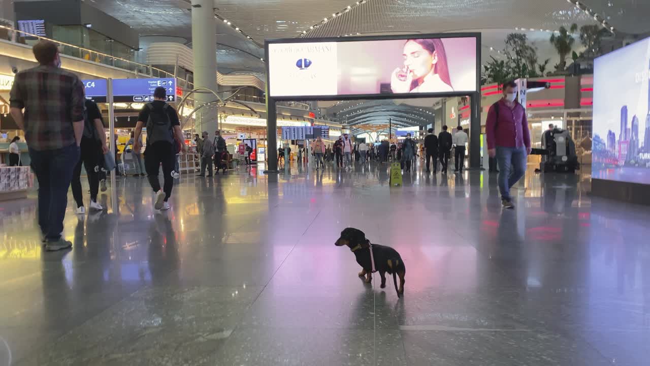 Cute dachshund dog humorously and obediently minces through large crowded hall of the Istanbul airport, and stops to look back. Person travels with pet and leads it on a leash in public places