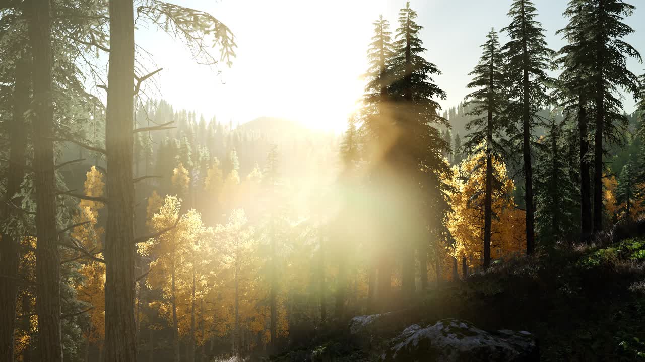 солнце светит сквозь сосны в горном лесу.