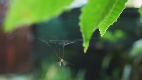 An-insect-trying-to-free-from-spiders-web-at-garden-center