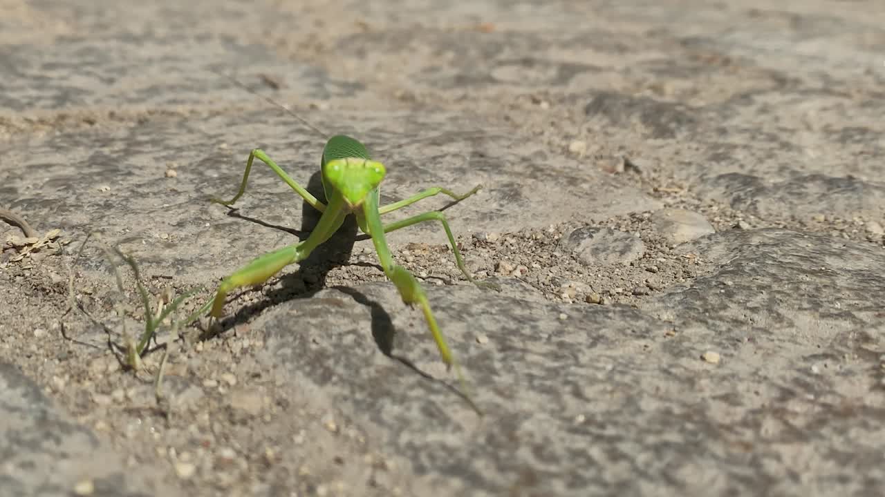 Primo piano della mantide religiosa che si muove su un marciapiede.