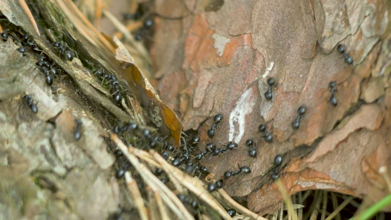 Silky ants move on the nest, anthill with silky ants in spring, work and life of ants in an anthill, sunny day, closeup macro shot, shallow depth of field