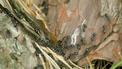 Seidenameisen-Bewegen-Sich-Auf-Dem-Nest,-Ameisenhaufen-Mit-Seidenameisen-Im-Frühling,-Arbeit-Und-Leben-Von-Ameisen-In-Einem-Ameisenhaufen,-Sonniger-Tag,-Nahaufnahme,-Geringe-Schärfentiefe