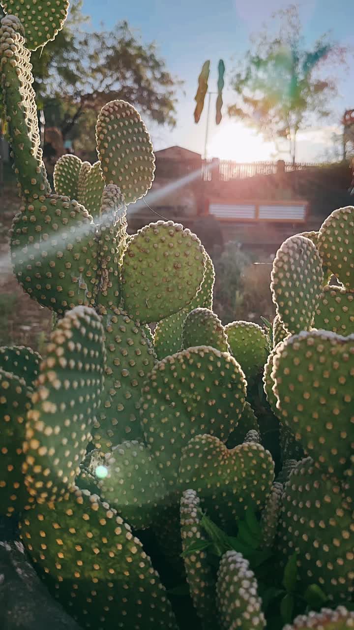 빛 에 있는 투스 식물 의 근접 사진