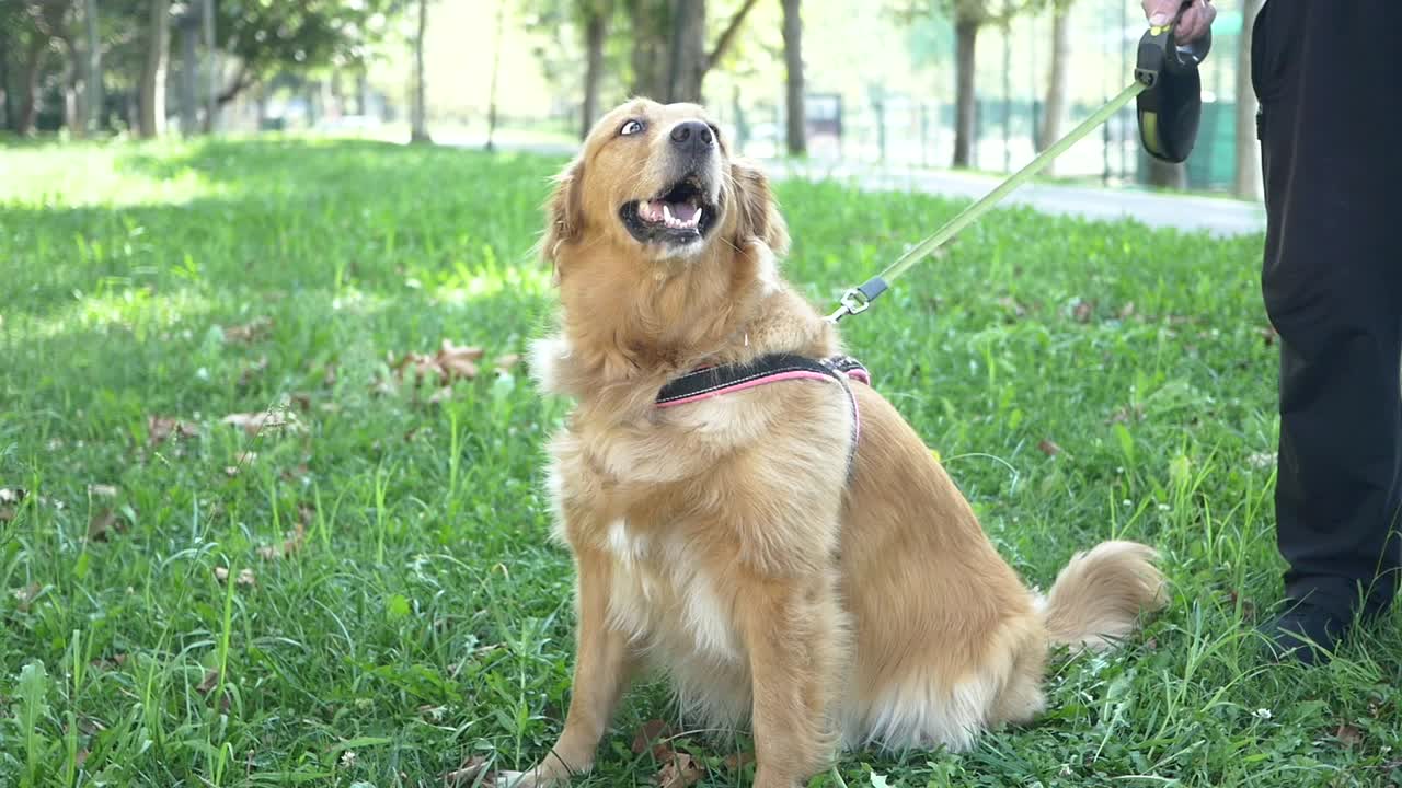 perro golden retriever sentado y ladrando en una correa en un parque