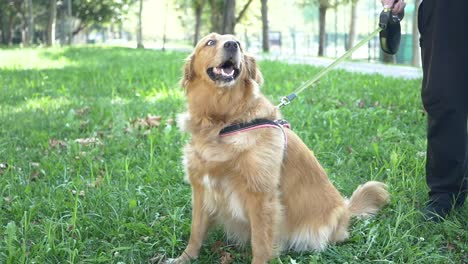 golden retriever dog sitting and barking on a leash in a park