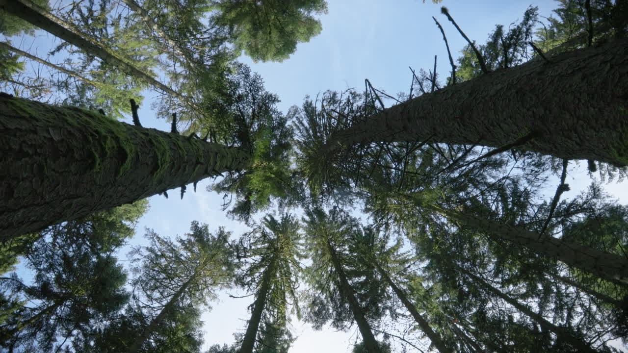 Treetops of a forest in Germany. The camera rotates at a wide angle close to the tree trunks. The blue sky with clouds is visible at the very top.