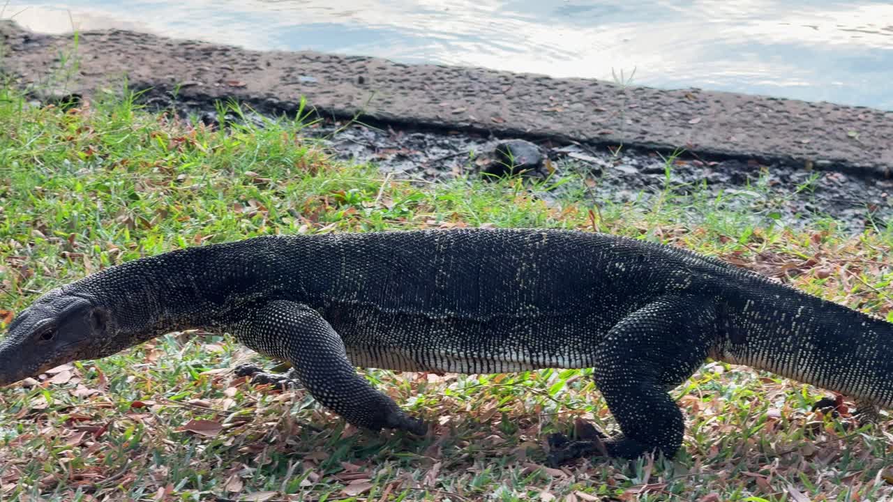 Monitor lizard reptile in Lumphini Lumpini Park Bangkok, up close wildlife