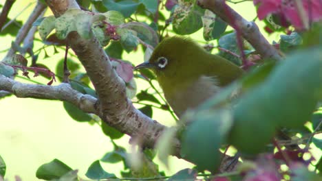 Sperlingsvogel-Mit-Weißen-Augen-In-Einem-Blühenden-Baum,-Der-Vor-Raubtieren-Versteckt-Ist