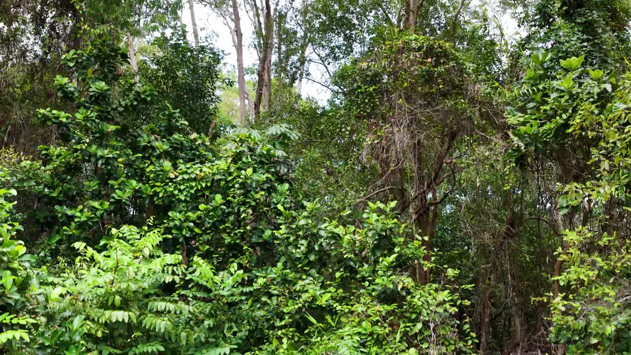 Drone flies from coastal view over dense rainforest canopy, descending smoothly to ground level, ending at a no camping warning sign in natural daylight