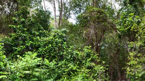 drone flies from coastal view over dense rainforest canopy, descending smoothly to ground level, ending at a no camping warning sign in natural daylight