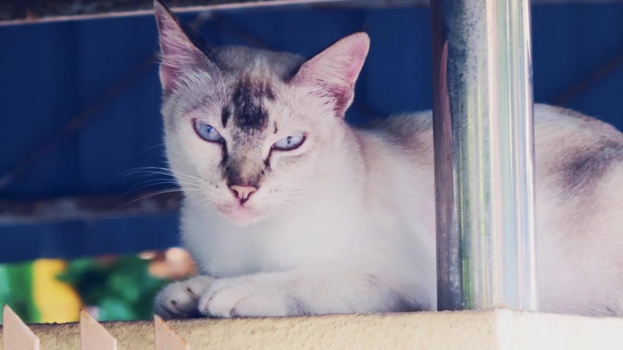 Ripresa statica ravvicinata che cattura il viso sereno e gli occhi azzurri penetranti di un gatto di colore chiaro a riposo mentre sbatte gli occhi assonnati in una morbida luce naturale.