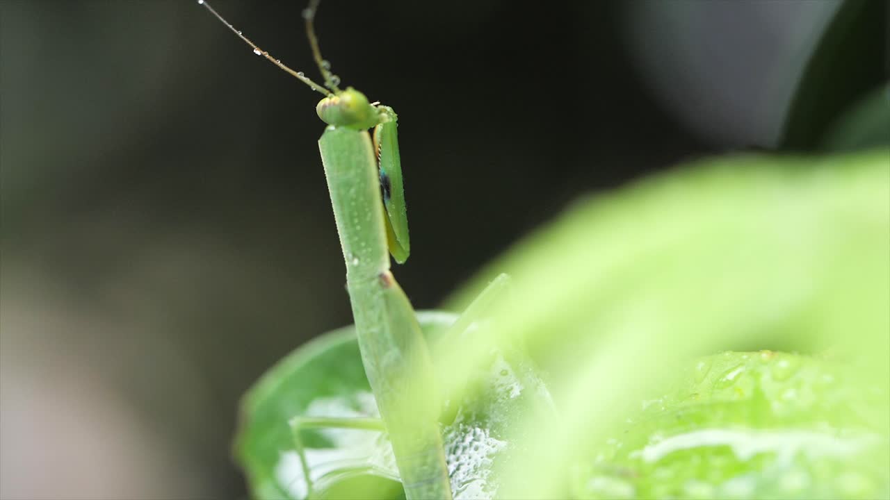 mantis verde en la hoja queensland australia