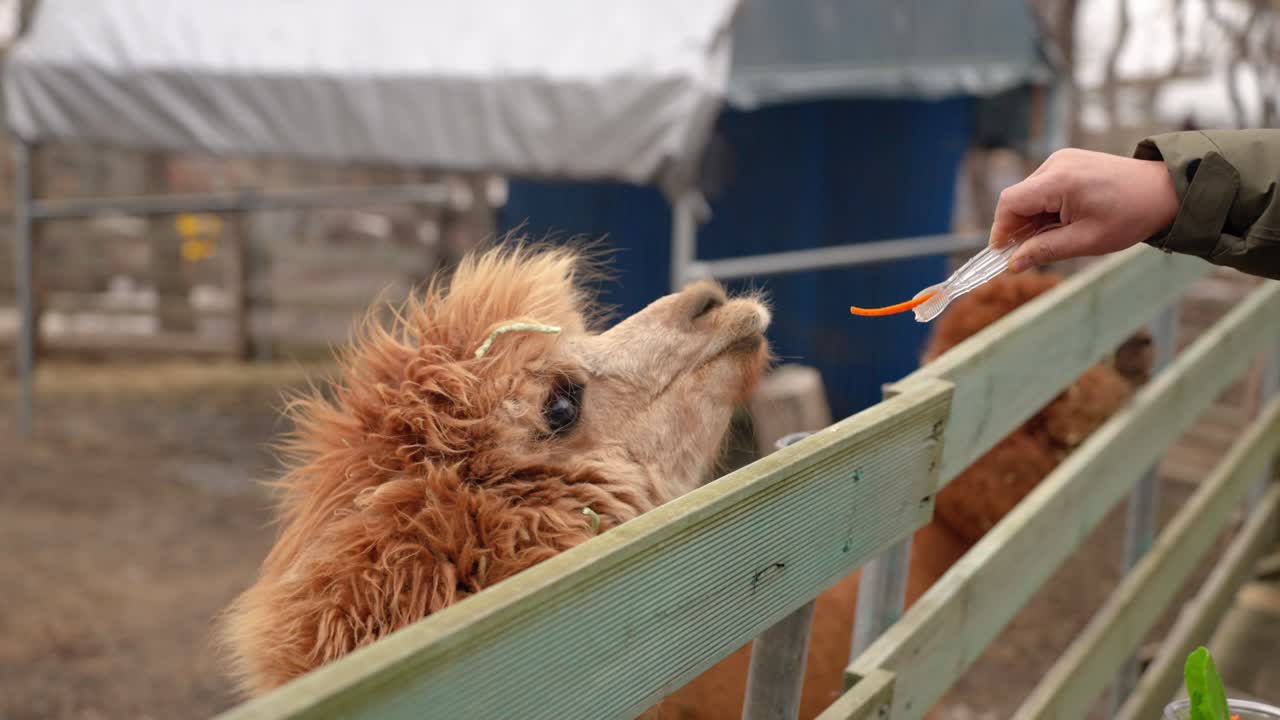 A person's hand feeds a carrot stick to a cute brown alpaca, which stretches its head over a wooden fence at a petting zoo in winter