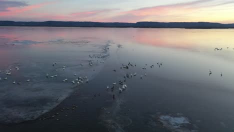 winter birds on frozen lake at sunrise/sunset