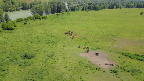 Luftaufnahme-Eines-Feldes-Im-Hochland,-Blick-Auf-Eine-Weide,-Auf-Der-Pferde-Und-Kühe-Mit-Hirten-Grasen