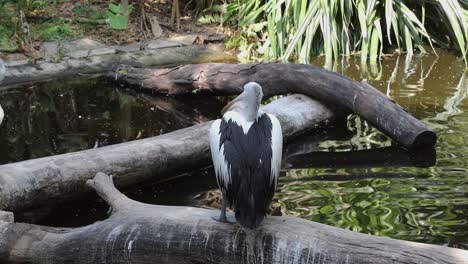 pelicans standing on logs above pond in tropical wildlife habitat
