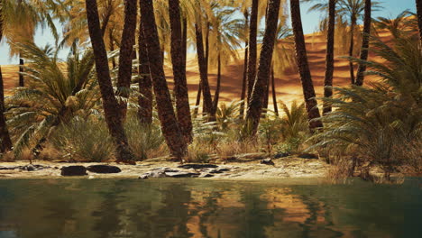 green oasis with pond in sahara desert