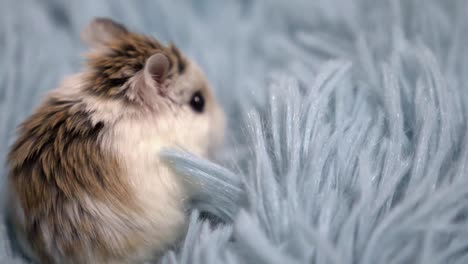 hamster exploring furry blanket slow