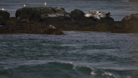 Seals-basking-in-the-sun-on-a-rocky-islet-in-the-Atlantic-ocean