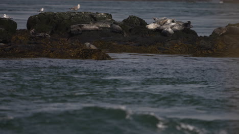 seals basking in the sun on a rocky islet in the atlantic ocean