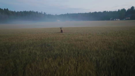 aerial view following a deer on rural field, misty, autumn evening in finland