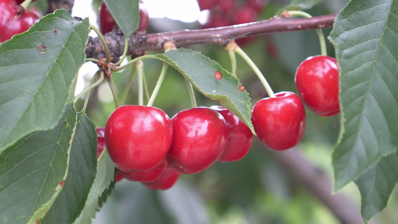 disparo estático de deliciosas cerezas en el árbol listo para ser cosechado