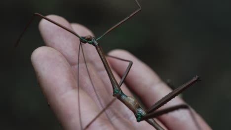 macro close up of phasmatodea stick insect being held in a hand for scale