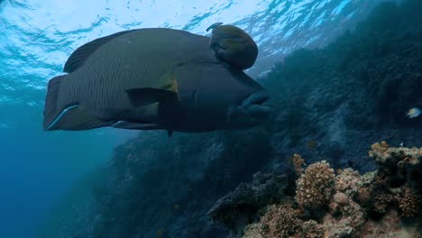 a very old and mature male napoleon fish floating in one place while camera circles from left to right