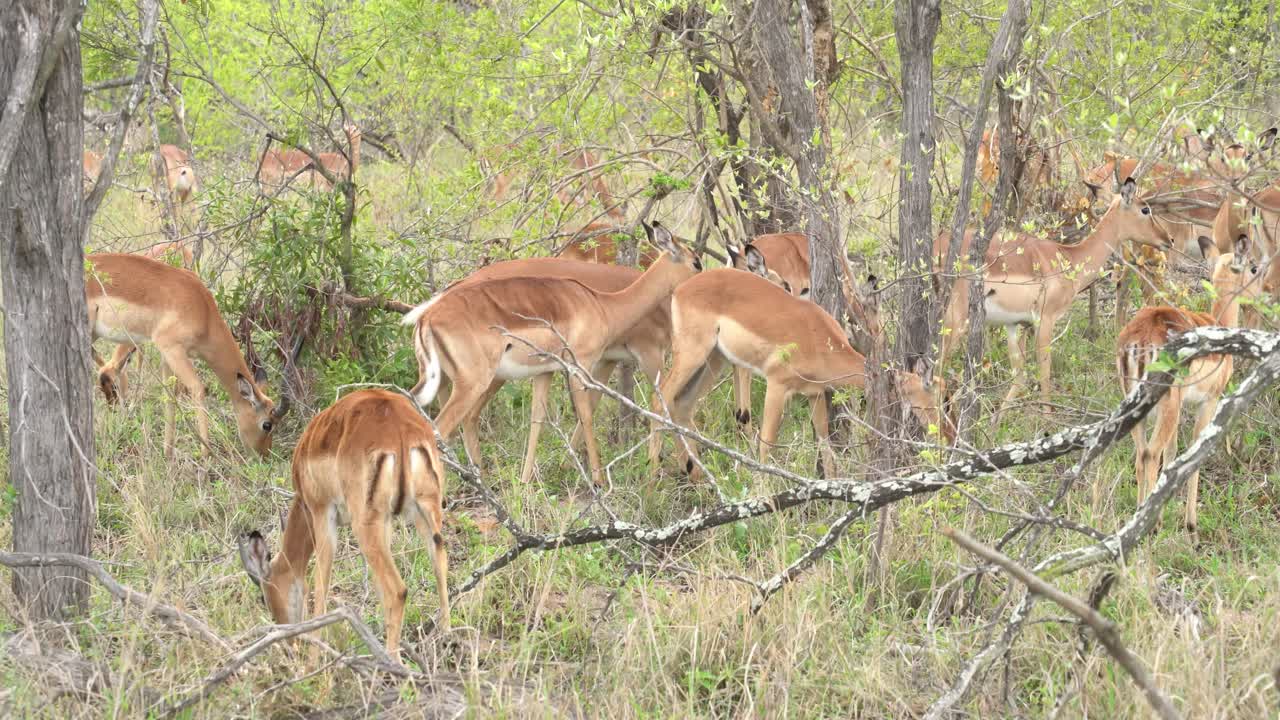 un grupo de impalas hembras tejiendo a través de la densa maleza, kruger, sudáfrica aepyceros melampus