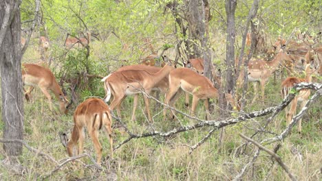 Un-Grupo-De-Impalas-Hembras-Tejiendo-A-Través-De-Densos-Matorrales,-Kruger,-Sudáfrica-Aepyceros-Melampus